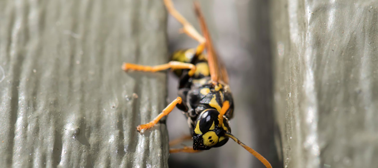 A close-up image of a paper wasp.