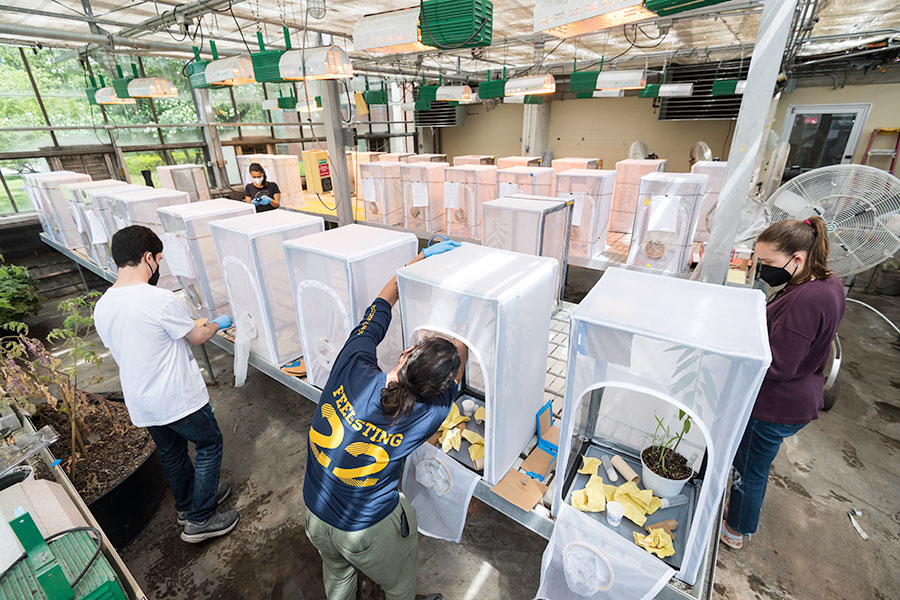 Students prepare wasp enclosures in the Hutchison greenhouse.