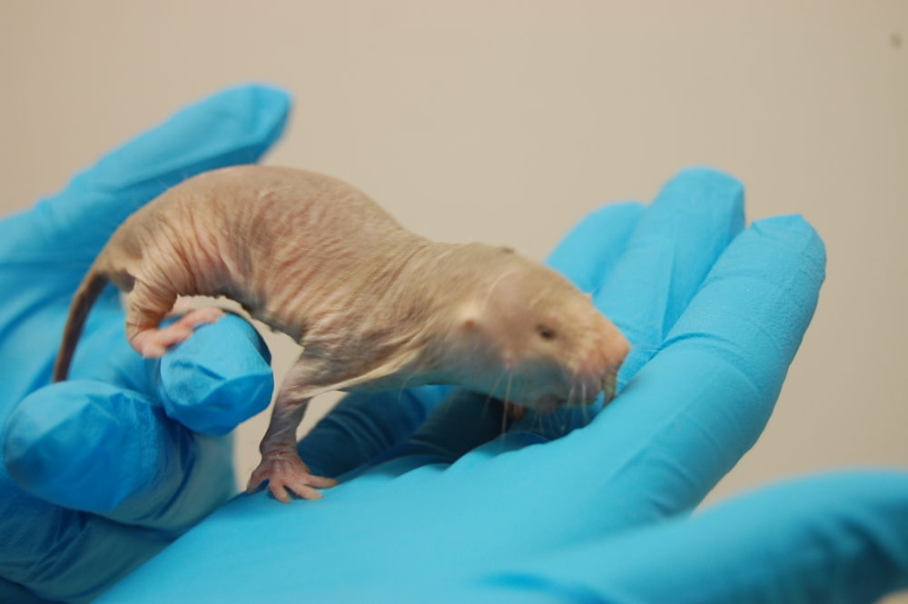 The Inner Beauty of Naked Mole Rats