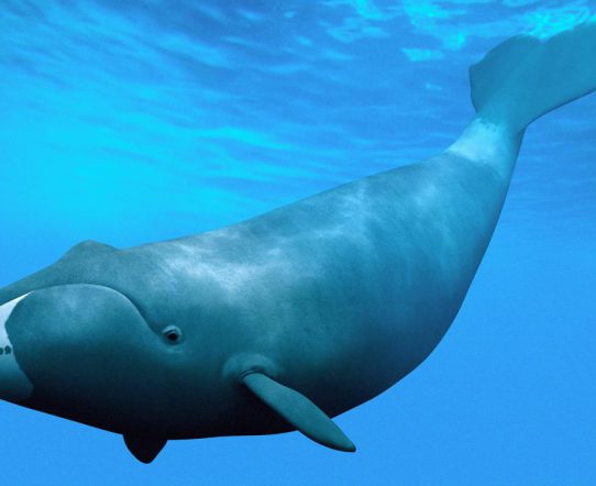 Bowhead Whale