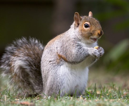 Squirrel