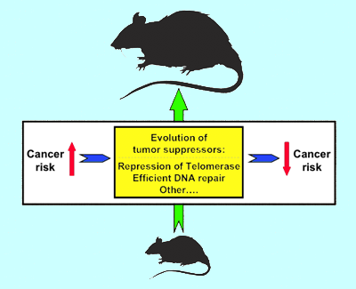 Telomerase