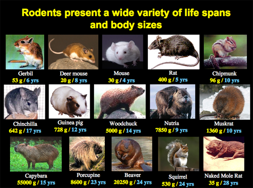 Comparative Biology of Aging