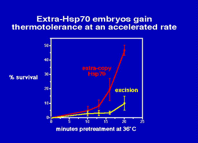 Diagram: Heat-Shock Protein 70 kiloDaltons