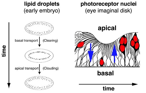 Diagram of Klar disruptions