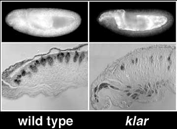 Klar Gene vs. Wild Type