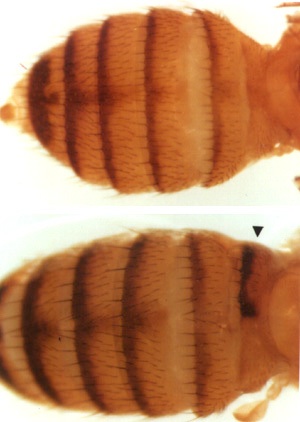 Photo: Abdomenal Defects due to heat shock