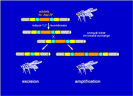 Transgene Diagram