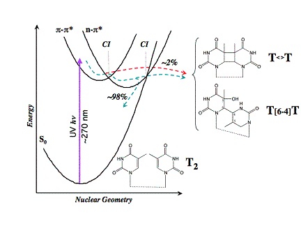 DNA photochemistry