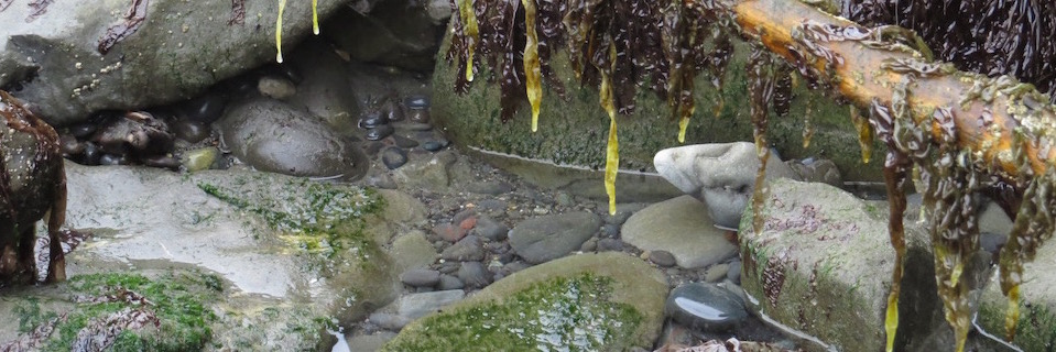 Tidepool