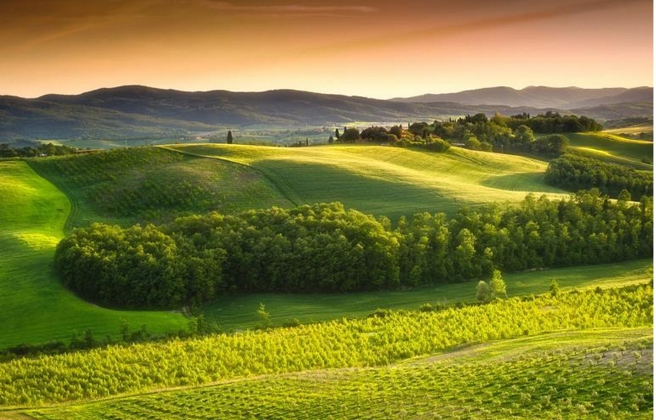 Overlooking a Tuscan field of green.