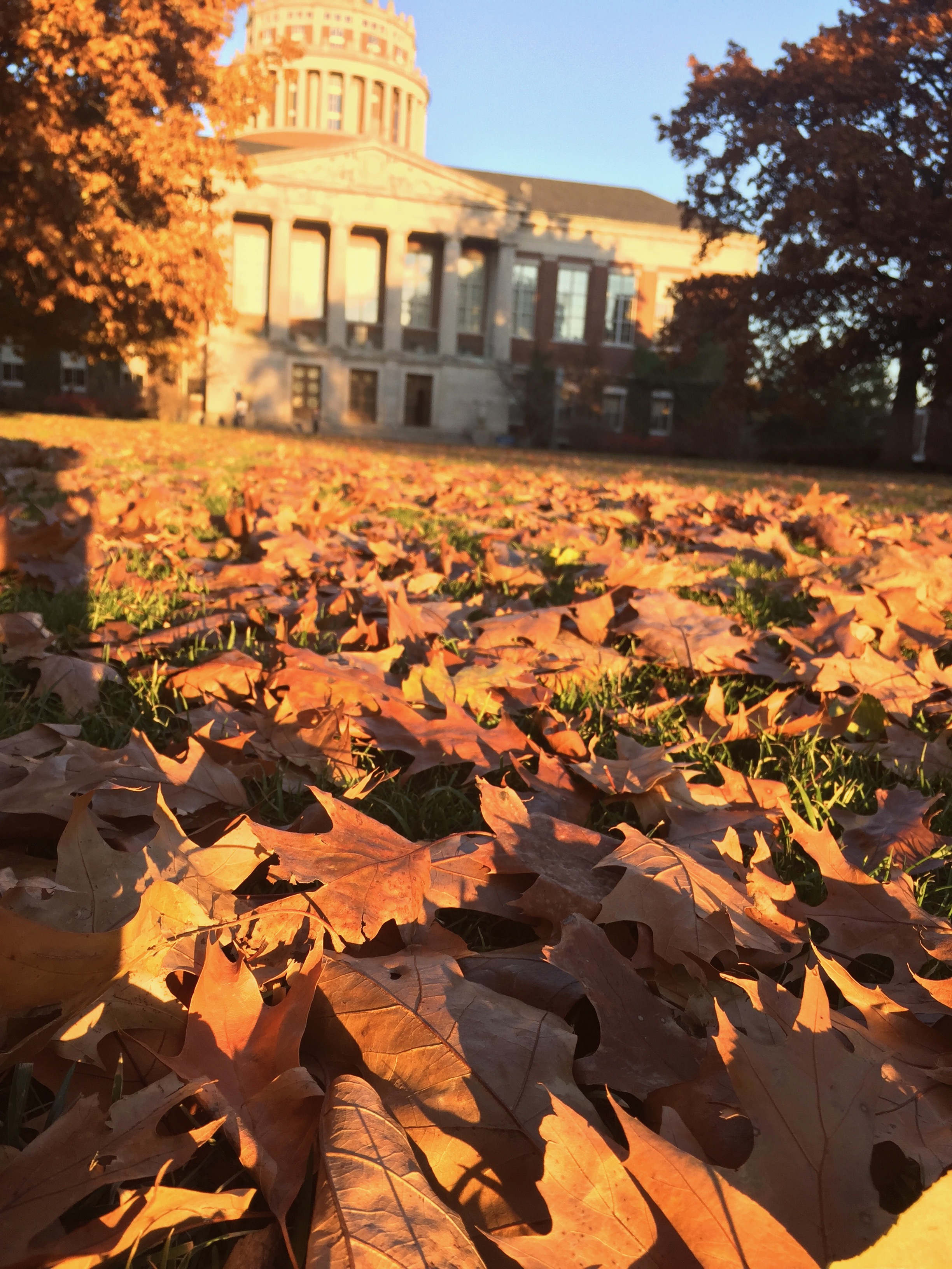 fall foliage and rush rhees library in late afternoon sun