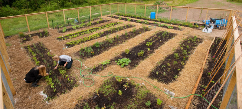 Students working in a garden