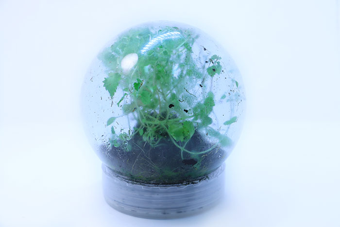 A plant in a globe