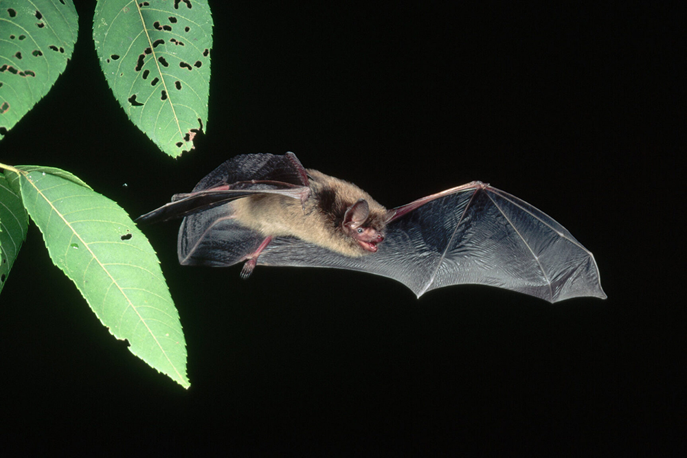 little brown bat in mid flight through green leaves.