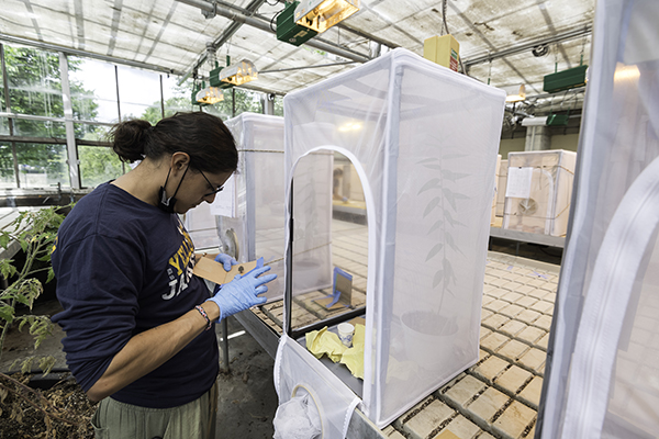 A student inspecting a research project.