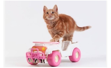 Kitten on toy car