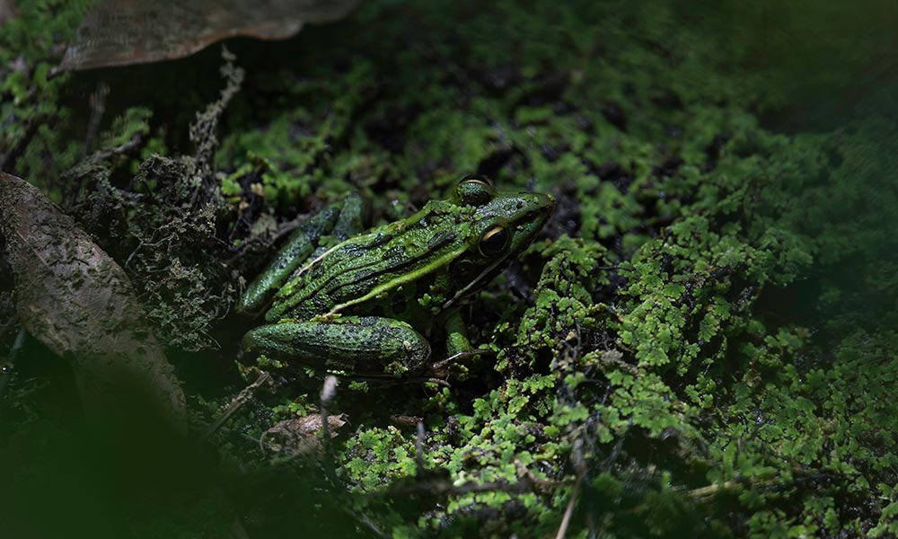 Animals camouflaged against their background, like this Florida leopard frog, become easier to detect once they start moving. New research from Rochester scientists explores why human beings are good at discerning moving objects and how we can train our brains to be better at this as we age. (University of Rochester photo / J. Adam Fenster)