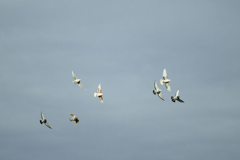 a flock of birds flying in the sky