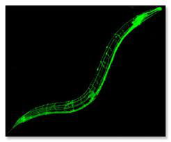 Worm under Microscope