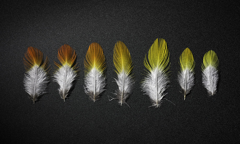 Feathers of various flamed-rump tanager species.