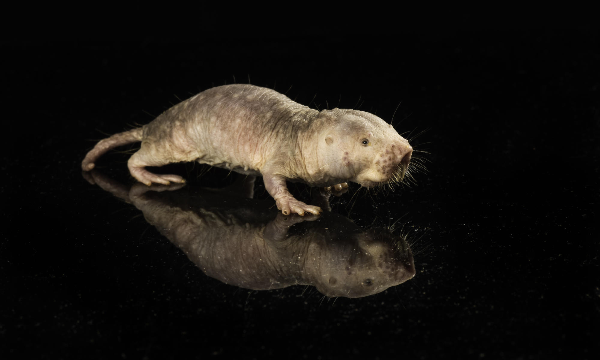 Naked mole rat against a black background. The successful transfer of a naked mole rat's gene that produces HMW-HA to a mouse extends the mouse's lifespan.