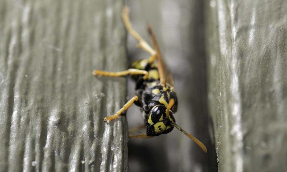 A close up of an invasive paper wasp.