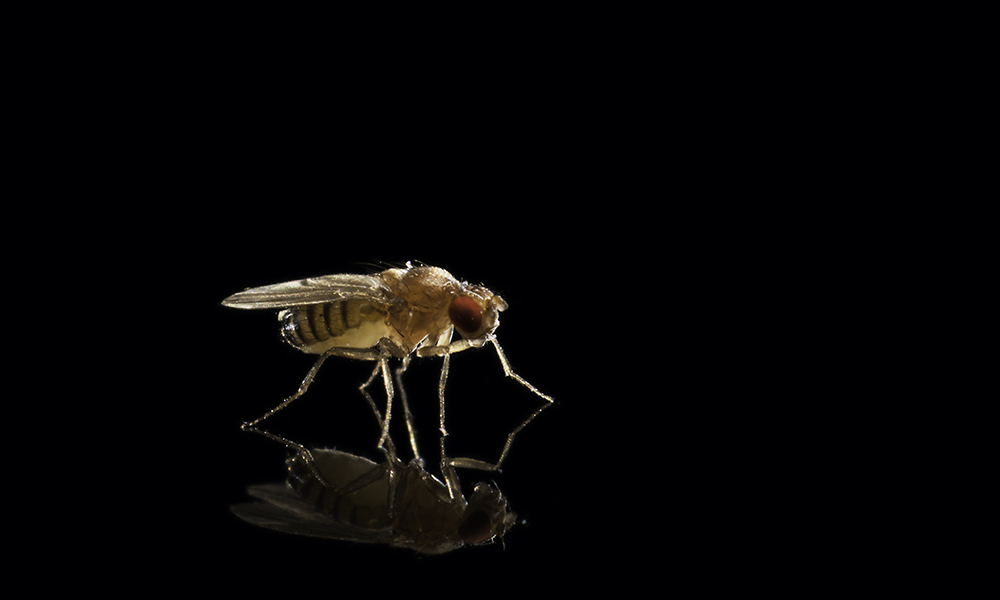 A fruit fly.