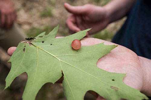 An egg of fireflies on the underside of a leaf.