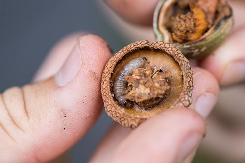 A hand holding an acorn broken in half.