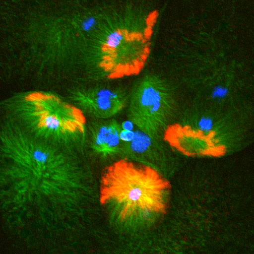 RNA segregation in the macromeres during cytojkinesis