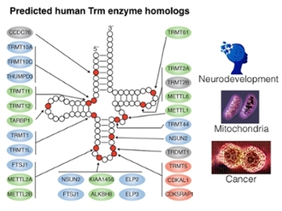 enzyme