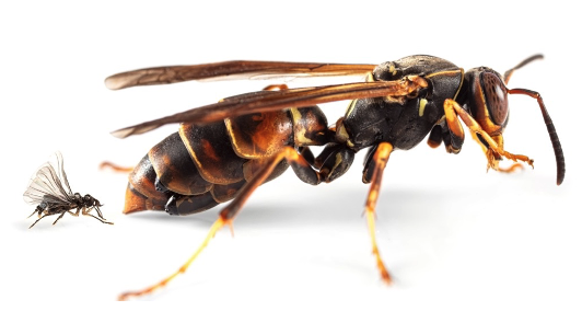 wasps
