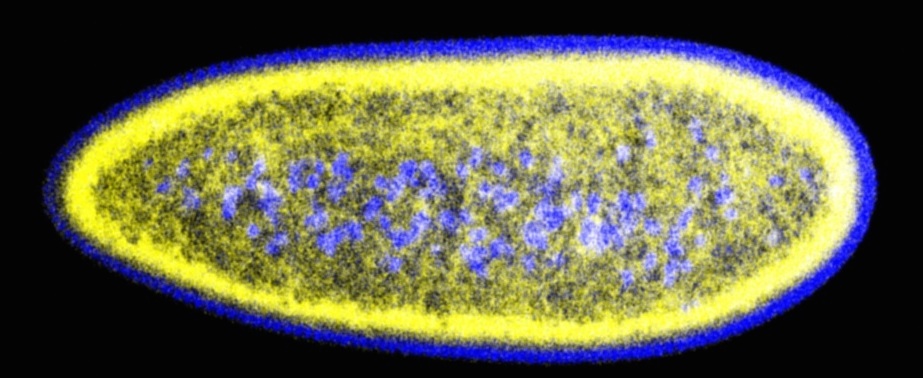 lipid droplets