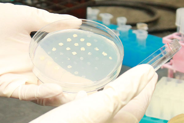 A close up of a Petri dish and test tube.