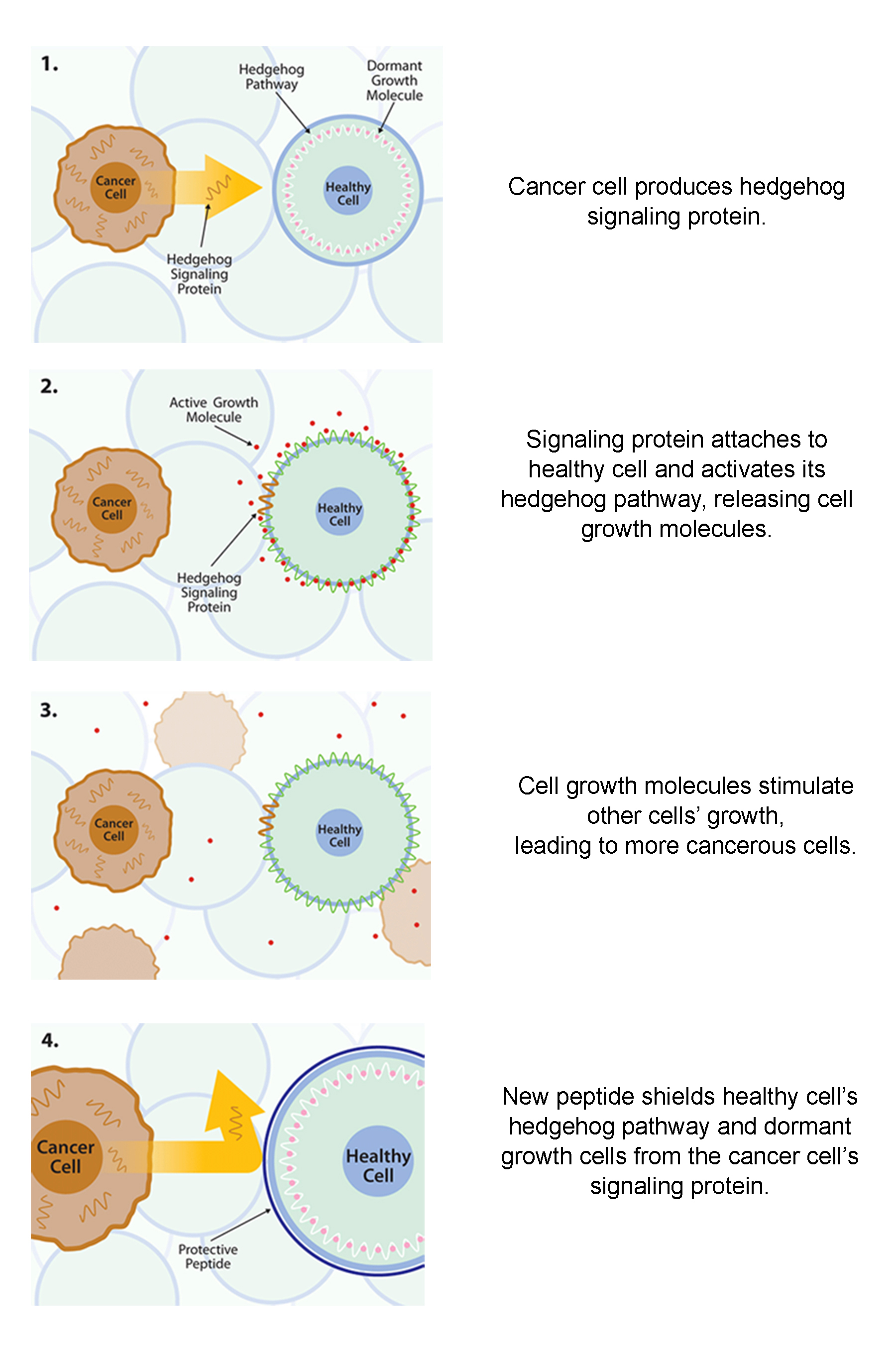 block for cancer growth