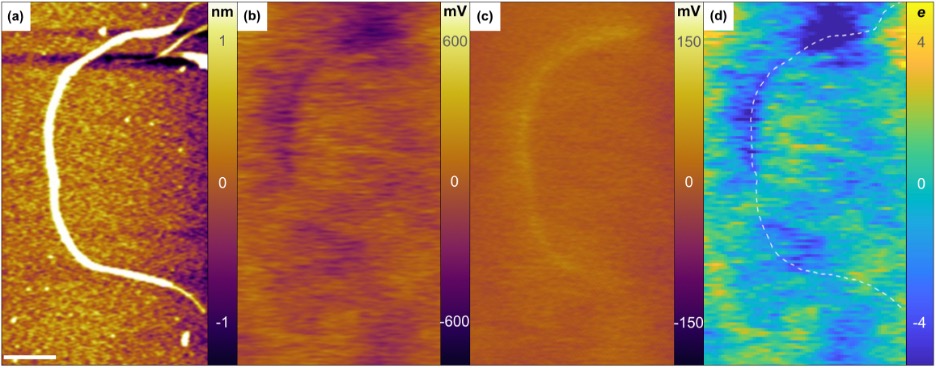 Topographic atomic force microscope image of a single-walled carbon nanotube.