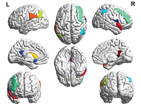 mapping of brain regions