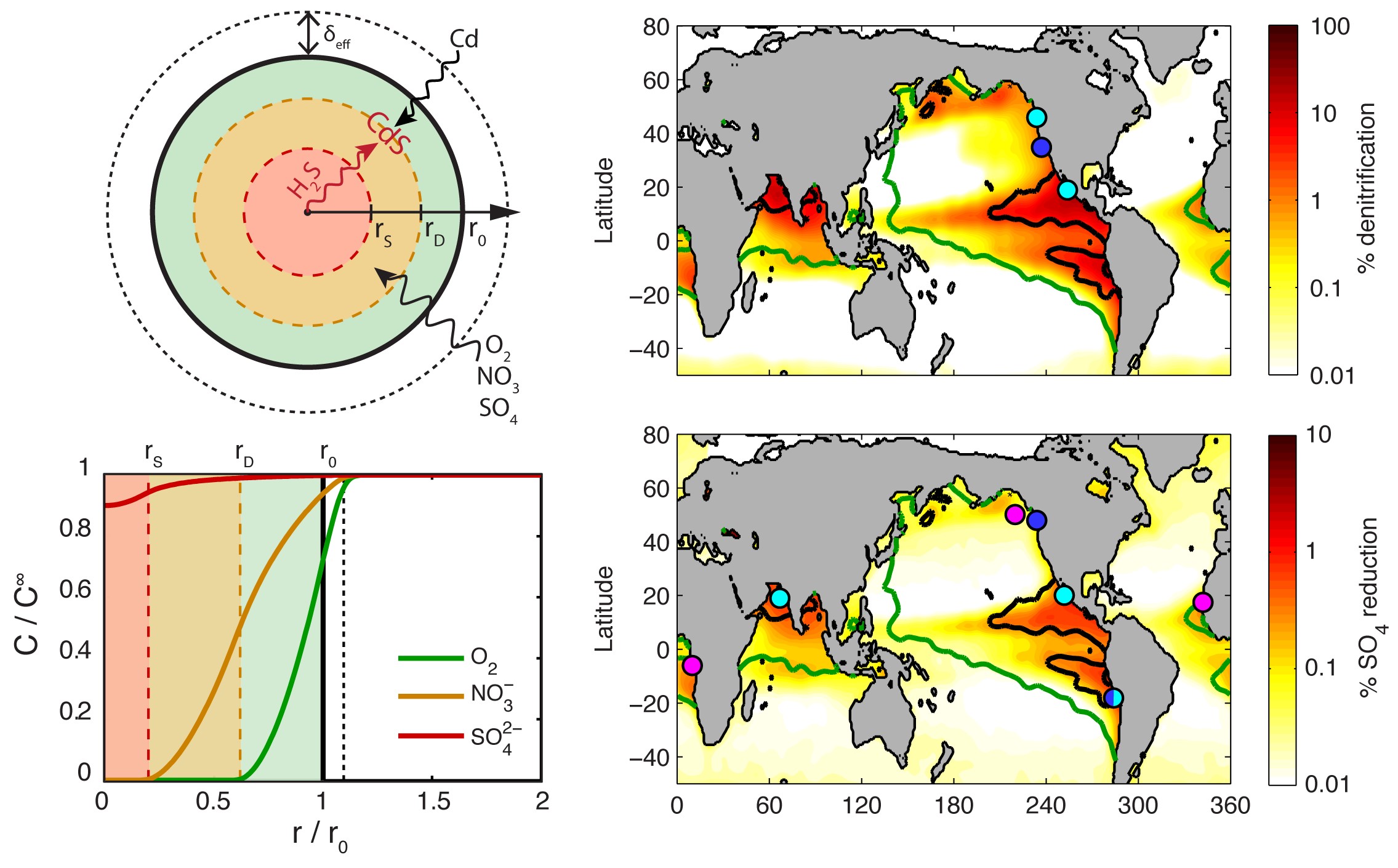 Modeling particle microenvironments and their global impact. A model of a sinking, remineralizing organic particle (top left) predicts the internal consumption of O2, NO3, SO4 and formation of microenvironments where anaerobic respiration occurs (bottom left). This expands the oceanic niche of denitrifying (top right) and sulfate reducing (bottom right) bacteria beyond anoxic regions of the water column. Adapted from Bianchi & Weber, 2020. 