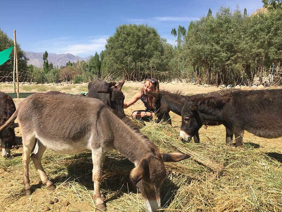 Sophia petting a donkey who is eating hay.