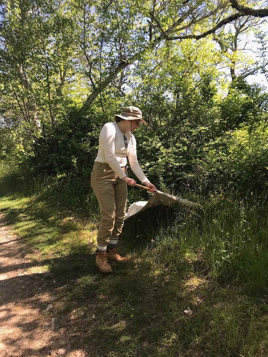 Amanda Waugh flagging ticks.