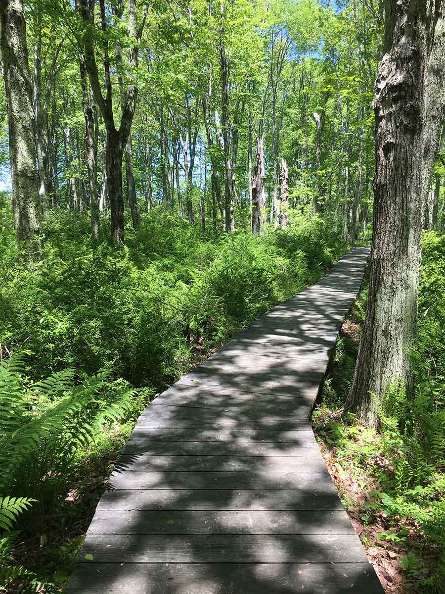 A boardwalk through the forest.