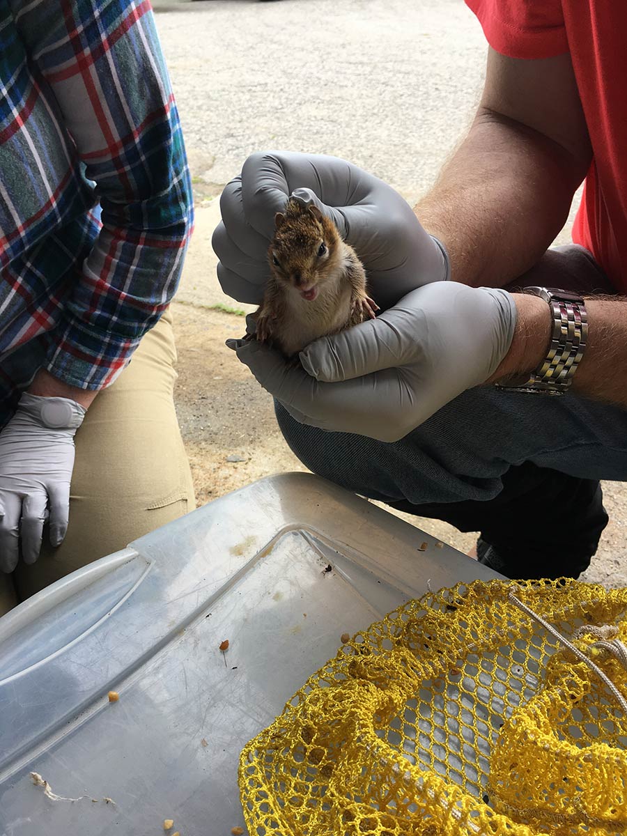 A person holding a chipmunk.