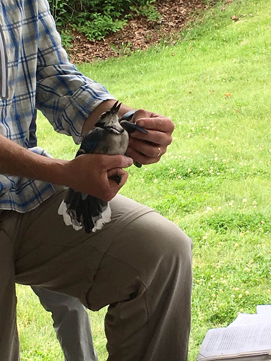 An ornithologist holding a bird.