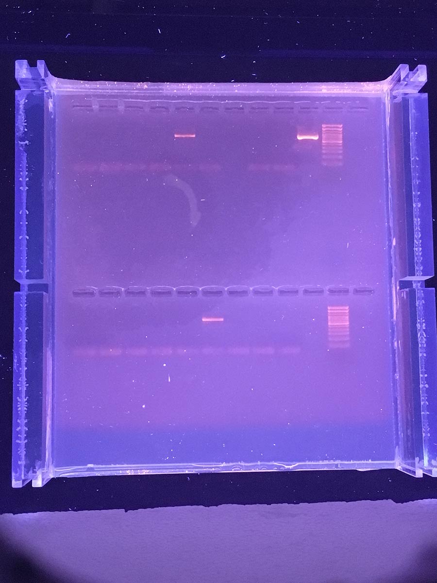 RNA testing.