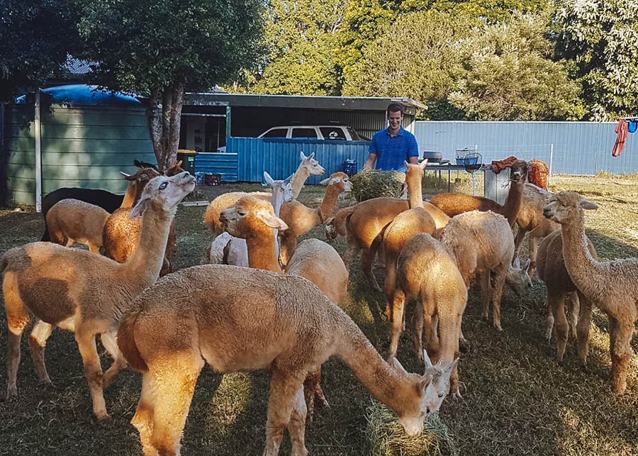 Kyle Criscitello with llamas.
