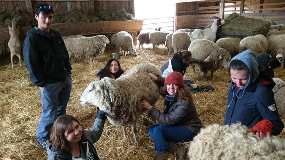 Leah and other Food Media Literature students meeting rescued animals at the Farm Sanctuary in Watkins Glen, NY, in spring 2016.