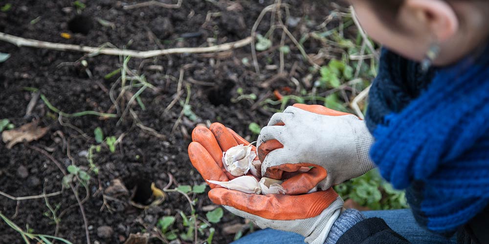 A student planting a seed