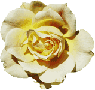 Yellow Rose