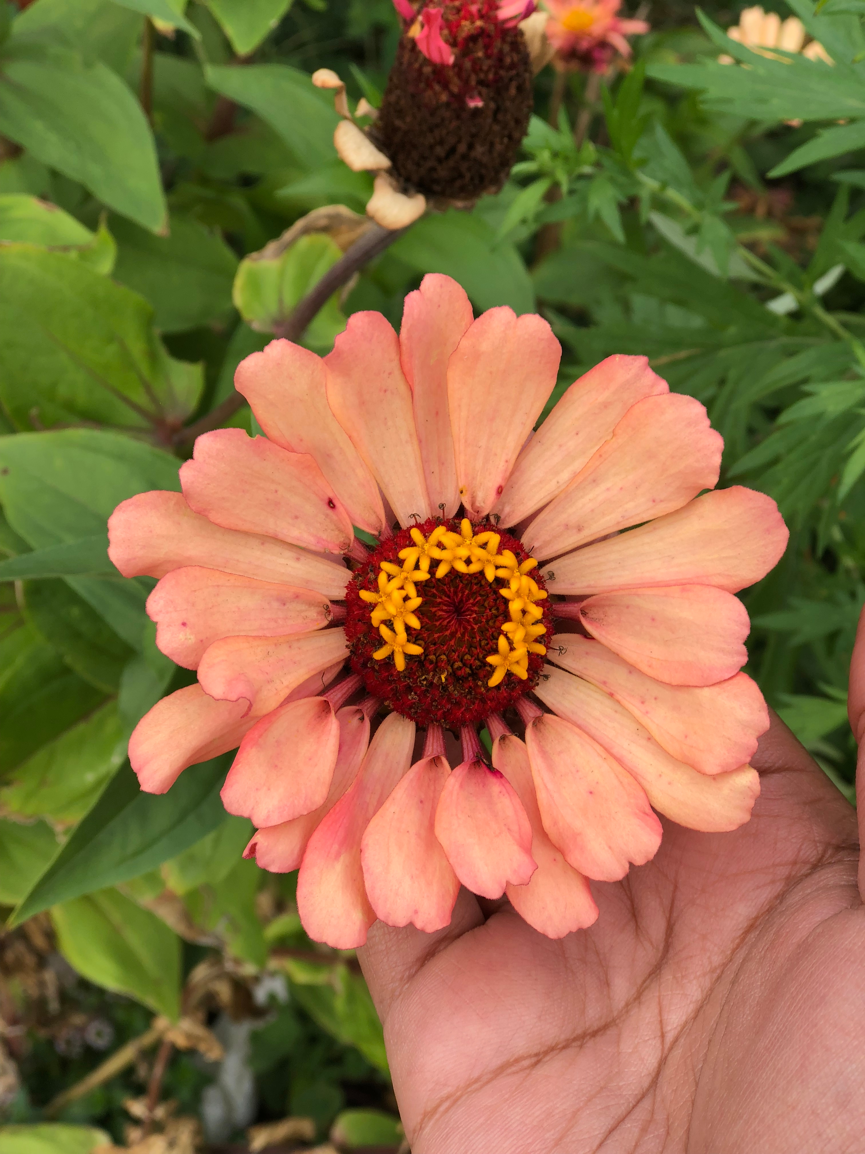 pink multi-petaled flower with a dark red center with tiny yellow blossoms coming out of the center